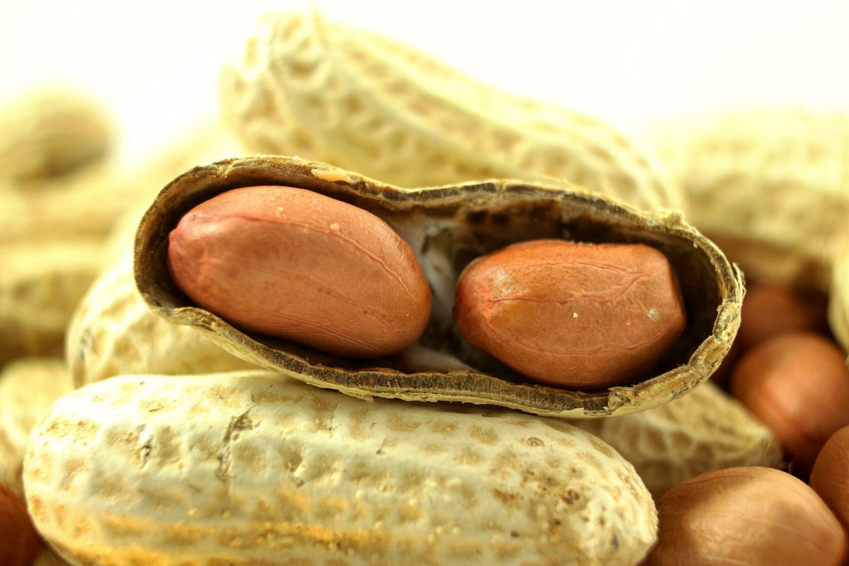 In-Shell Peanuts 25 LB Bag T250
