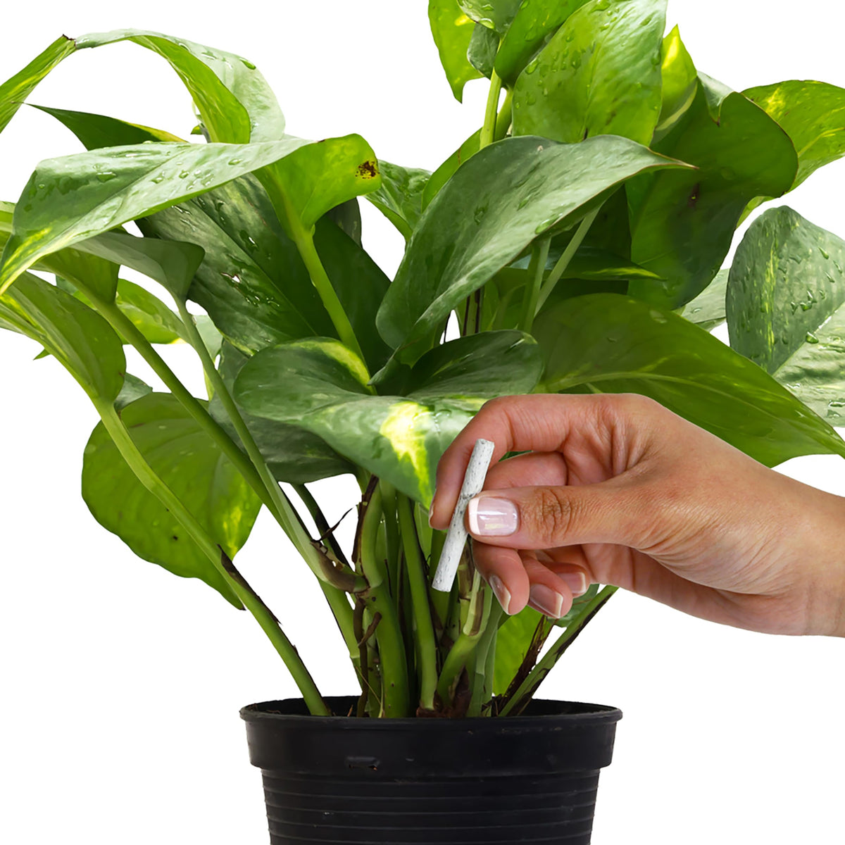Plant Food Fertilizer Spikes 50 Count K502