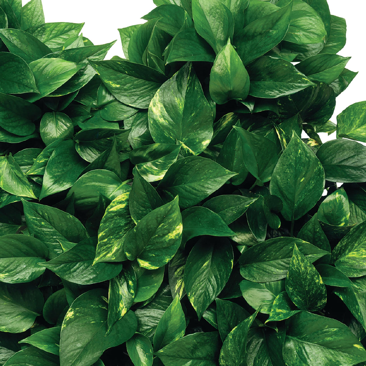 Plant Food Fertilizer Spikes 50 Count K502